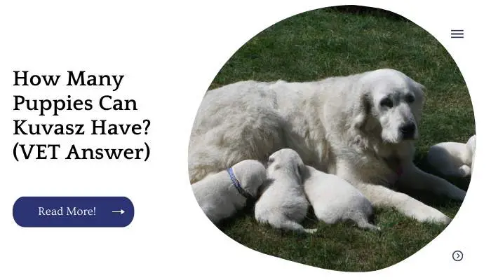 How Many Puppies Can Kuvasz Have? (VET Answer)