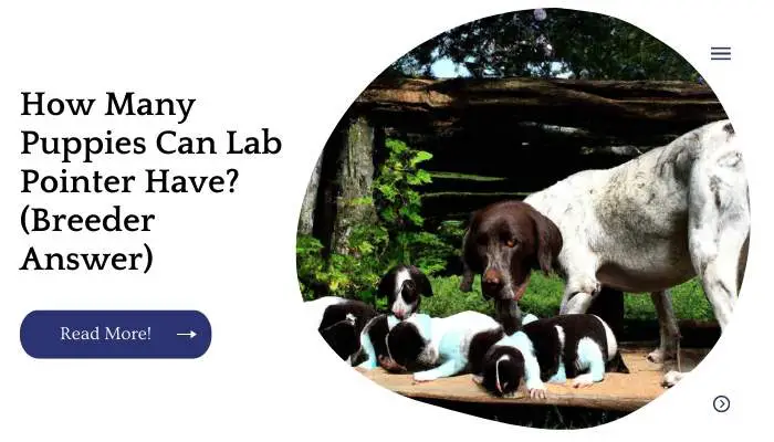 How Many Puppies Can Lab Pointer Have? (Breeder Answer)