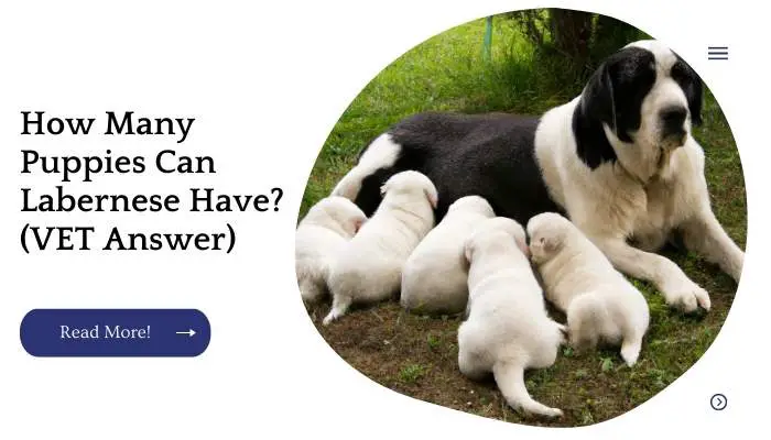 How Many Puppies Can Labernese Have? (VET Answer)