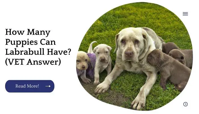 How Many Puppies Can Labrabull Have? (VET Answer)