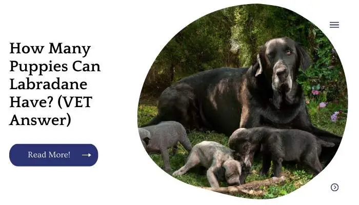 How Many Puppies Can Labradane Have? (VET Answer)
