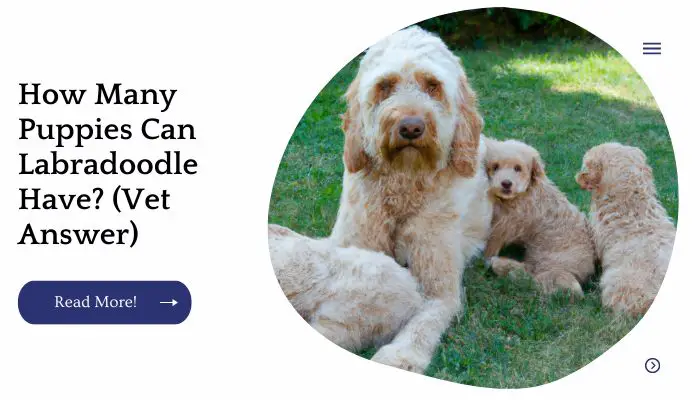 How Many Puppies Can Labradoodle Have? (Vet Answer)