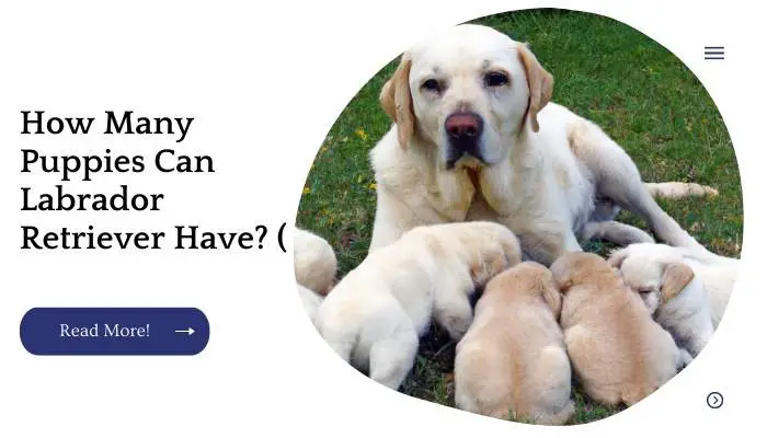 How Many Puppies Can Labrador Retriever Have? (Breeder Answer)