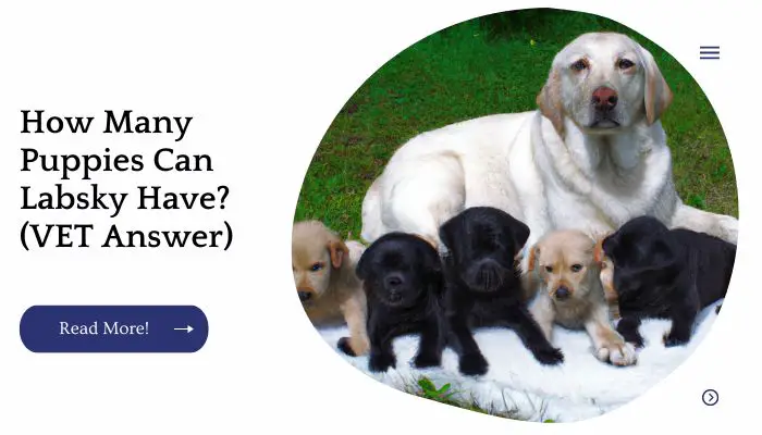How Many Puppies Can Labsky Have? (VET Answer)