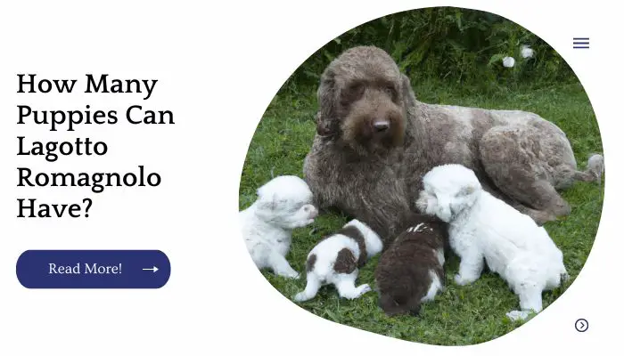 How Many Puppies Can Lagotto Romagnolo Have? (VET Answer)