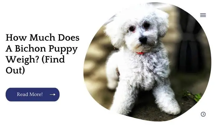 How Much Does A Bichon Puppy Weigh? (Find Out)