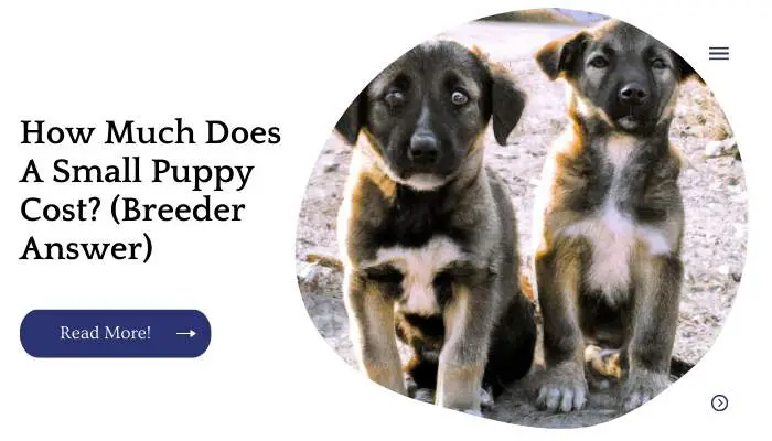 How Much Does A Small Puppy Cost? (Breeder Answer)