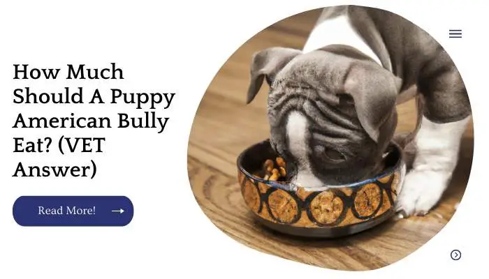 How Much Should A Puppy American Bully Eat? (VET Answer)