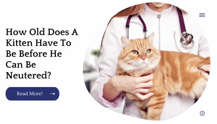 How Old Does A Kitten Have To Be Before He Can Be Neutered?