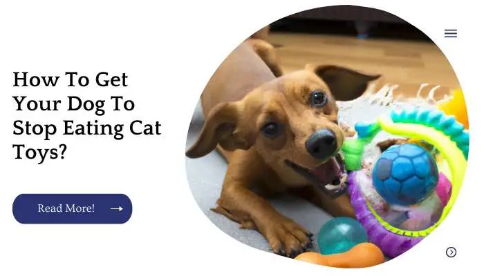 How To Get Your Dog To Stop Eating Cat Toys? 