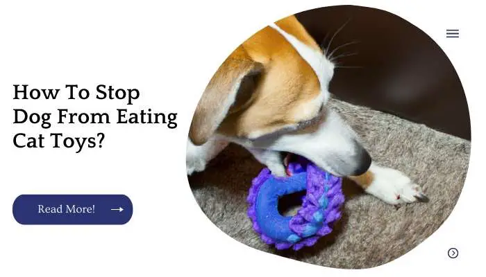 How To Stop Dog From Eating Cat Toys?