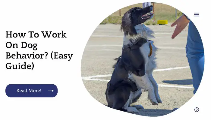 How To Work On Dog Behavior? (Easy Guide)
