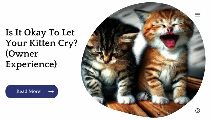 Is It Okay To Let Your Kitten Cry? (Owner Experience)