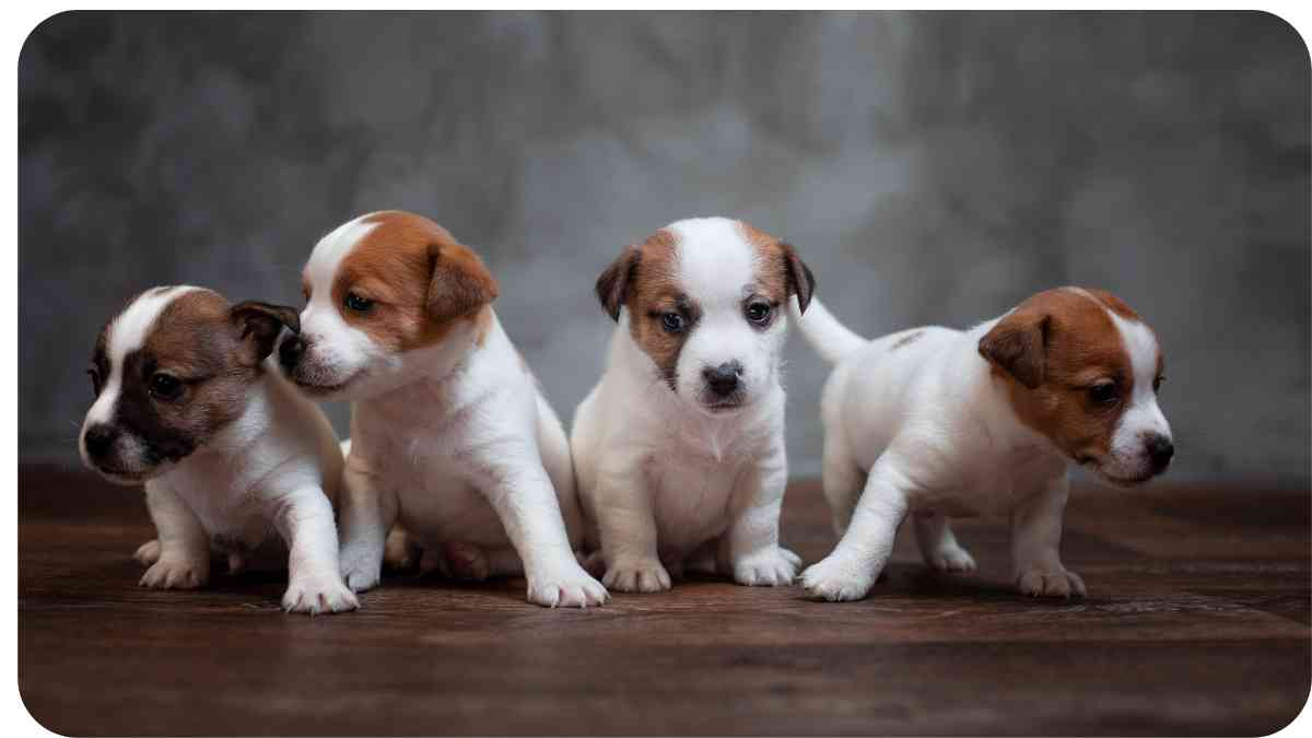 The Ultimate Guide to Jack-A-Poo Puppies