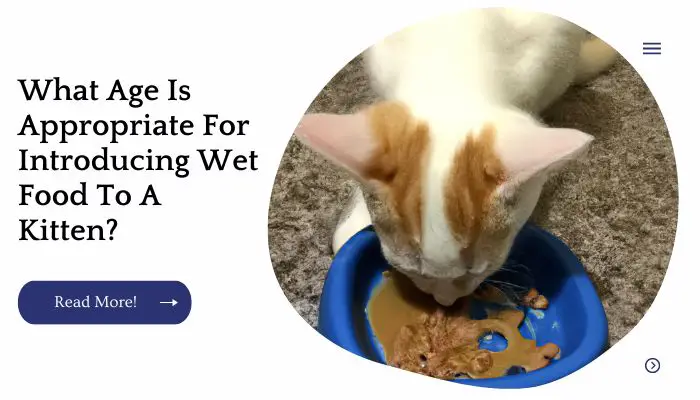 What Age Is Appropriate For Introducing Wet Food To A Kitten?
