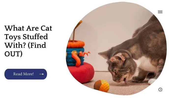 What Are Cat Toys Stuffed With? (Find OUT)