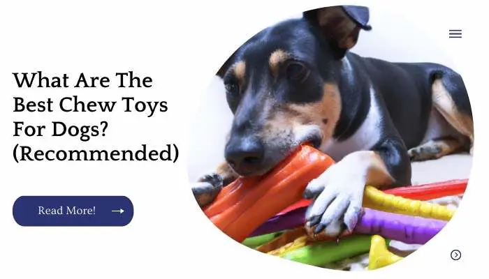 What Are The Best Chew Toys For Dogs? (Recommended)