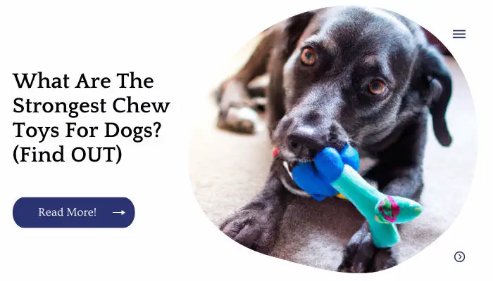 What Are The Strongest Chew Toys For Dogs? (Find OUT)