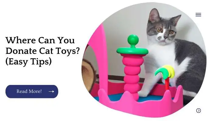 Where Can You Donate Cat Toys? (Easy Tips)