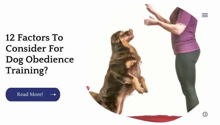 12 Factors To Consider For Dog Obedience Training?
