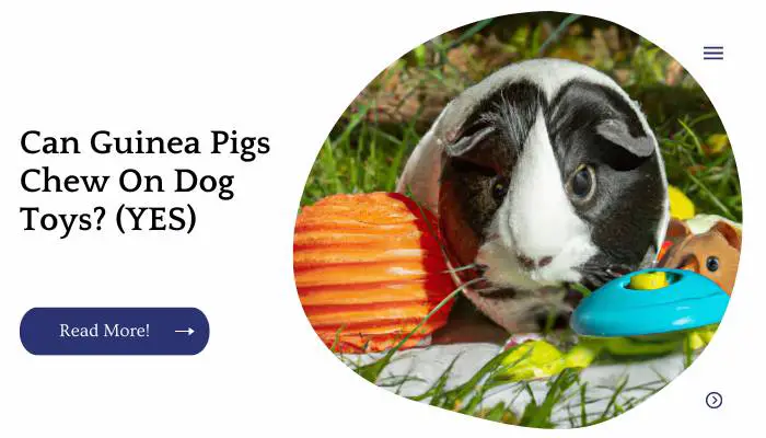 Can Guinea Pigs Chew On Dog Toys? (YES)