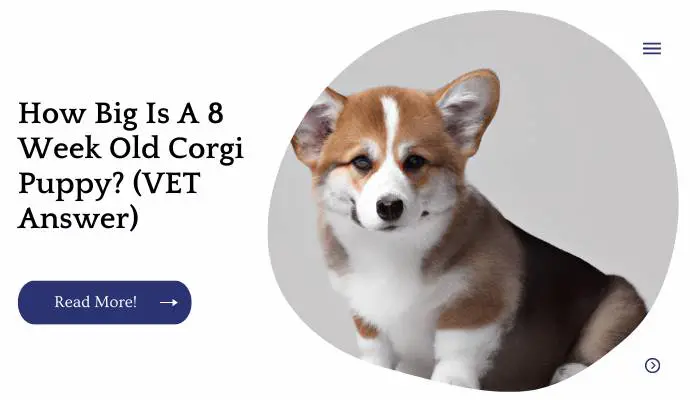 How Big Is A 8 Week Old Corgi Puppy? (VET Answer)