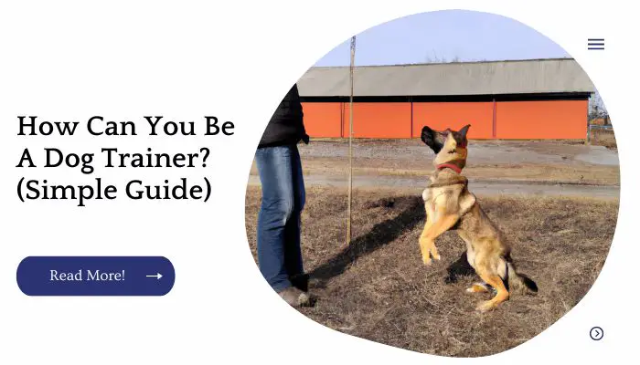 How Can You Be A Dog Trainer? (Simple Guide)