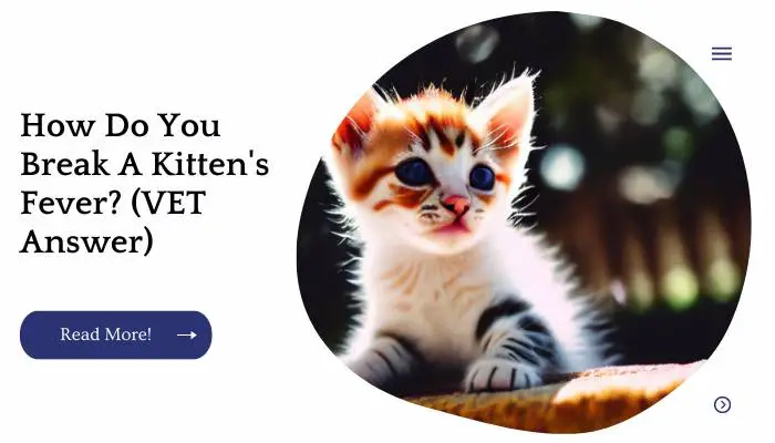 How Do You Break A Kitten's Fever? (VET Answer)