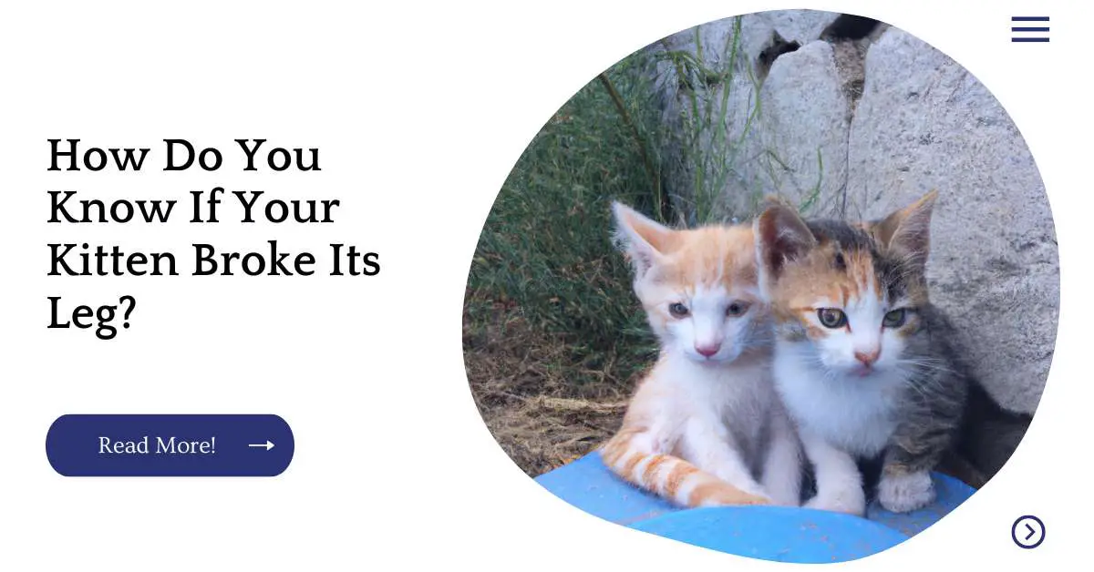 How Do You Know If Your Kitten Broke Its Leg?