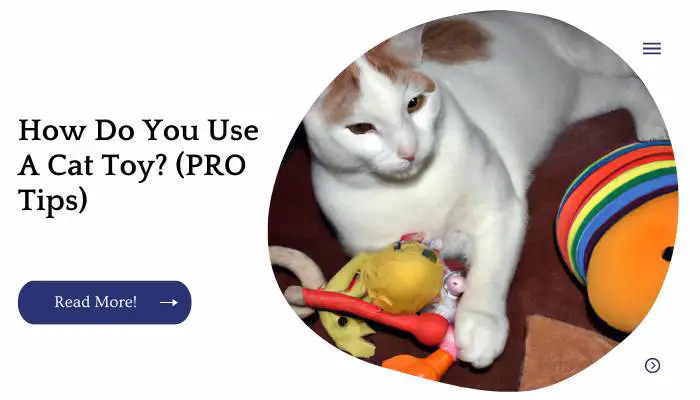 How Do You Use A Cat Toy? (PRO Tips)