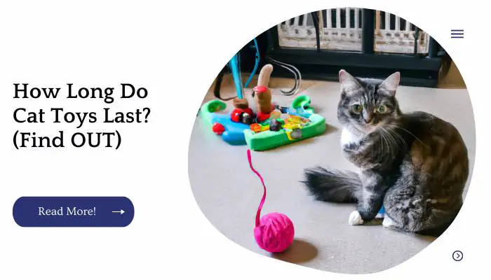 How Long Do Cat Toys Last? (Find OUT)