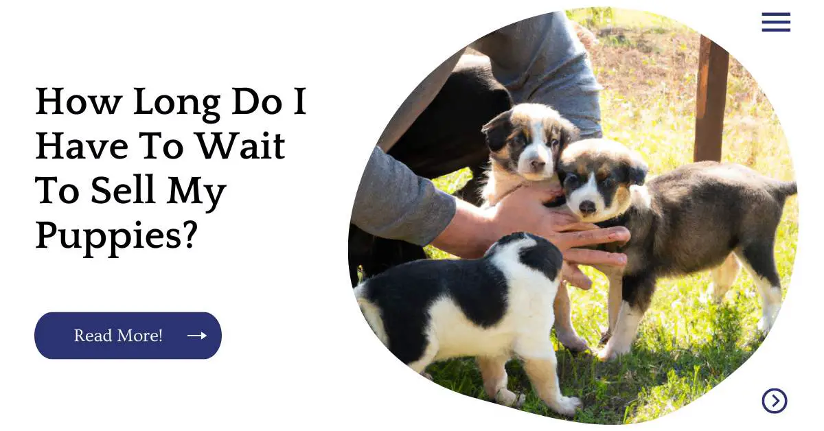 How Long Do I Have To Wait To Sell My Puppies?