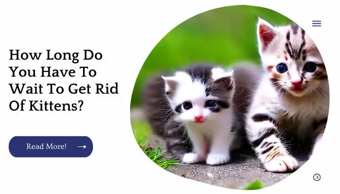 How Long Do You Have To Wait To Get Rid Of Kittens?