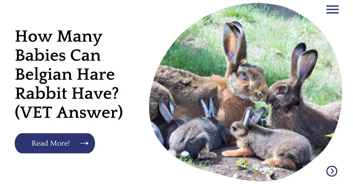 How Many Babies Can Belgian Hare Rabbit Have? (VET Answer)
