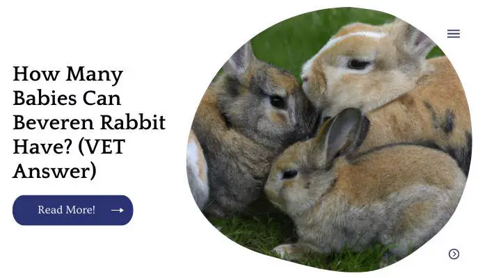 How Many Babies Can Beveren Rabbit Have? (VET Answer)