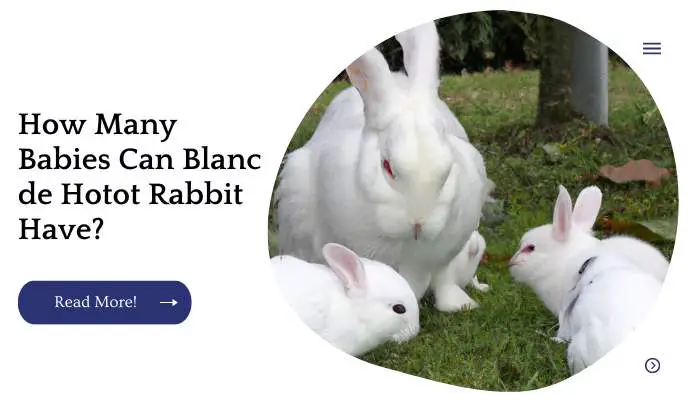 How Many Babies Can Blanc de Hotot Rabbit Have?