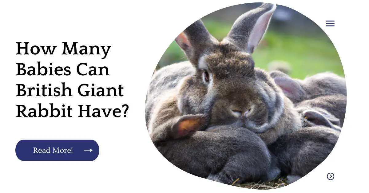 How Many Babies Can British Giant Rabbit Have?