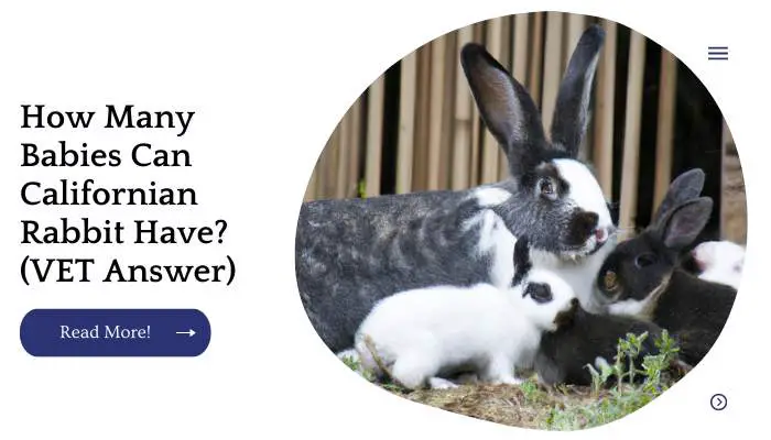 How Many Babies Can Californian Rabbit Have? (VET Answer)