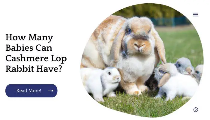 How Many Babies Can Cashmere Lop Rabbit Have?