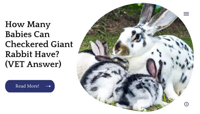 How Many Babies Can Checkered Giant Rabbit Have? (VET Answer)