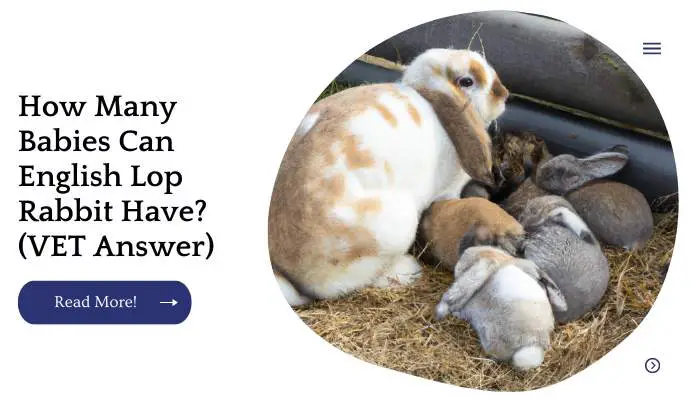 How Many Babies Can English Lop Rabbit Have? (VET Answer)