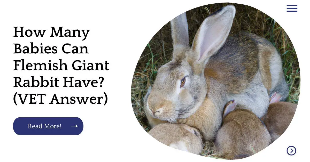 How Many Babies Can Flemish Giant Rabbit Have? (VET Answer)