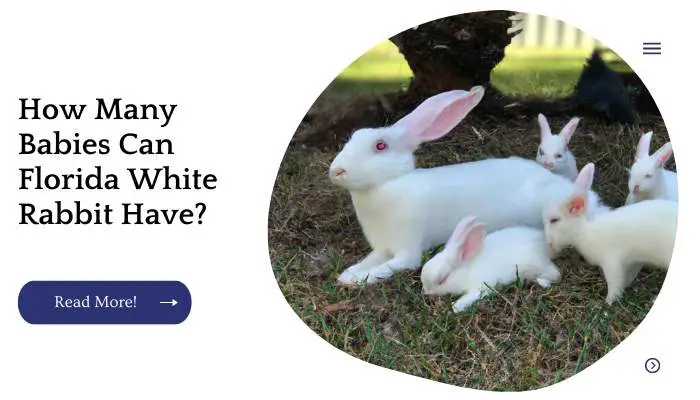How Many Babies Can Florida White Rabbit Have?