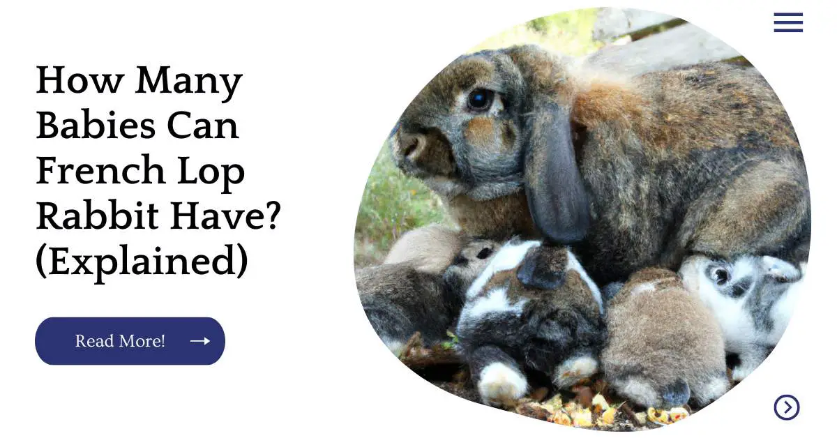 How Many Babies Can French Lop Rabbit Have? (Explained)