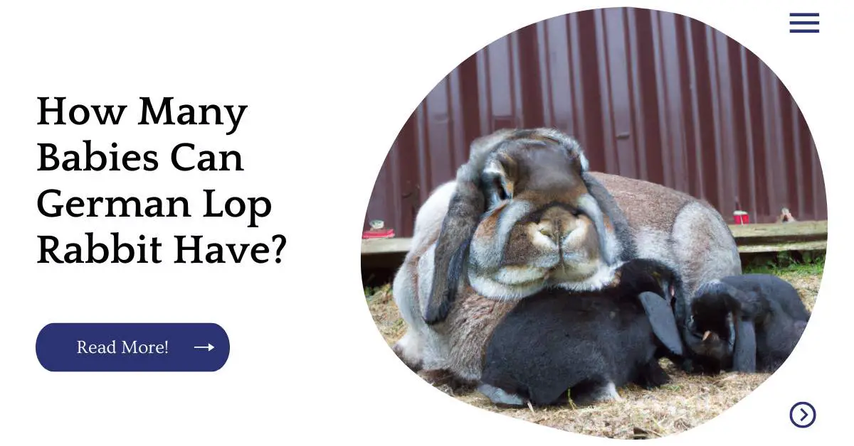 How Many Babies Can German Lop Rabbit Have?