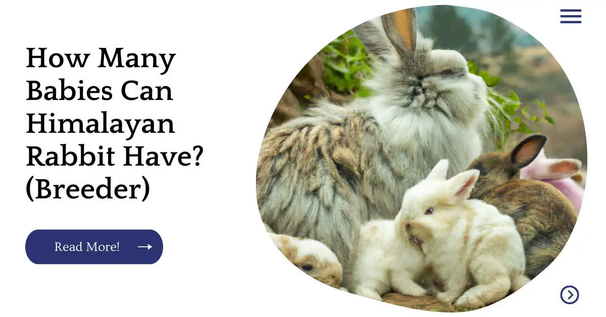 How Many Babies Can Himalayan Rabbit Have? (Breeder)