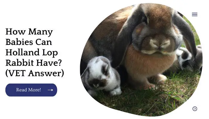 How Many Babies Can Holland Lop Rabbit Have? (VET Answer)