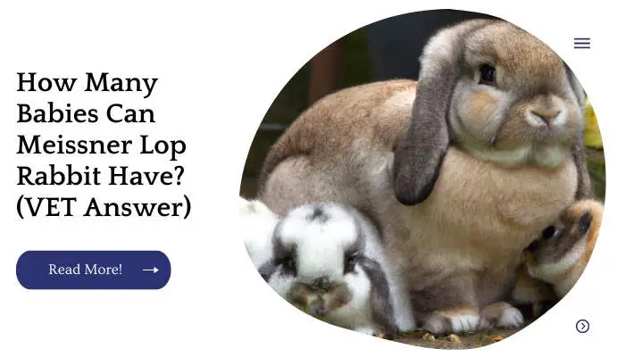 How Many Babies Can Meissner Lop Rabbit Have? (VET Answer)