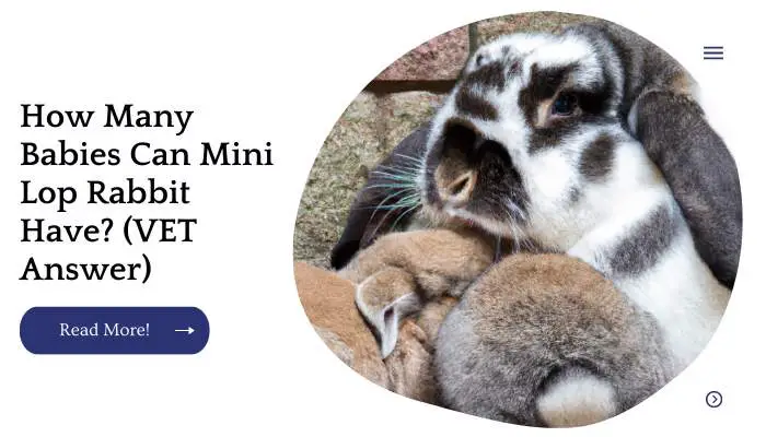 How Many Babies Can Mini Lop Rabbit Have? (VET Answer)