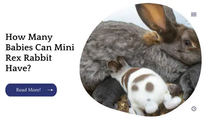 How Many Babies Can Mini Rex Rabbit Have?